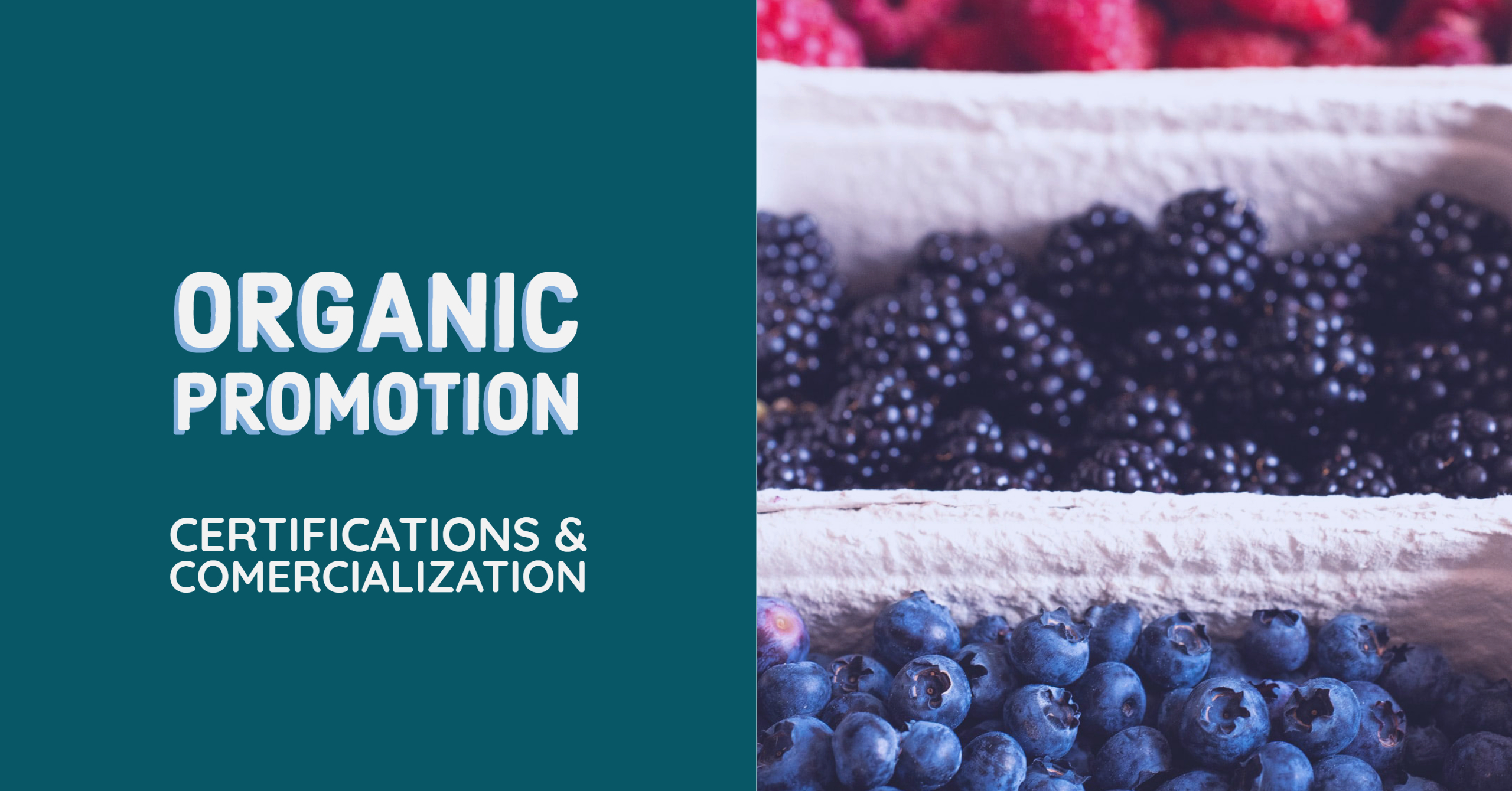 Understanding organic wine & food promotion