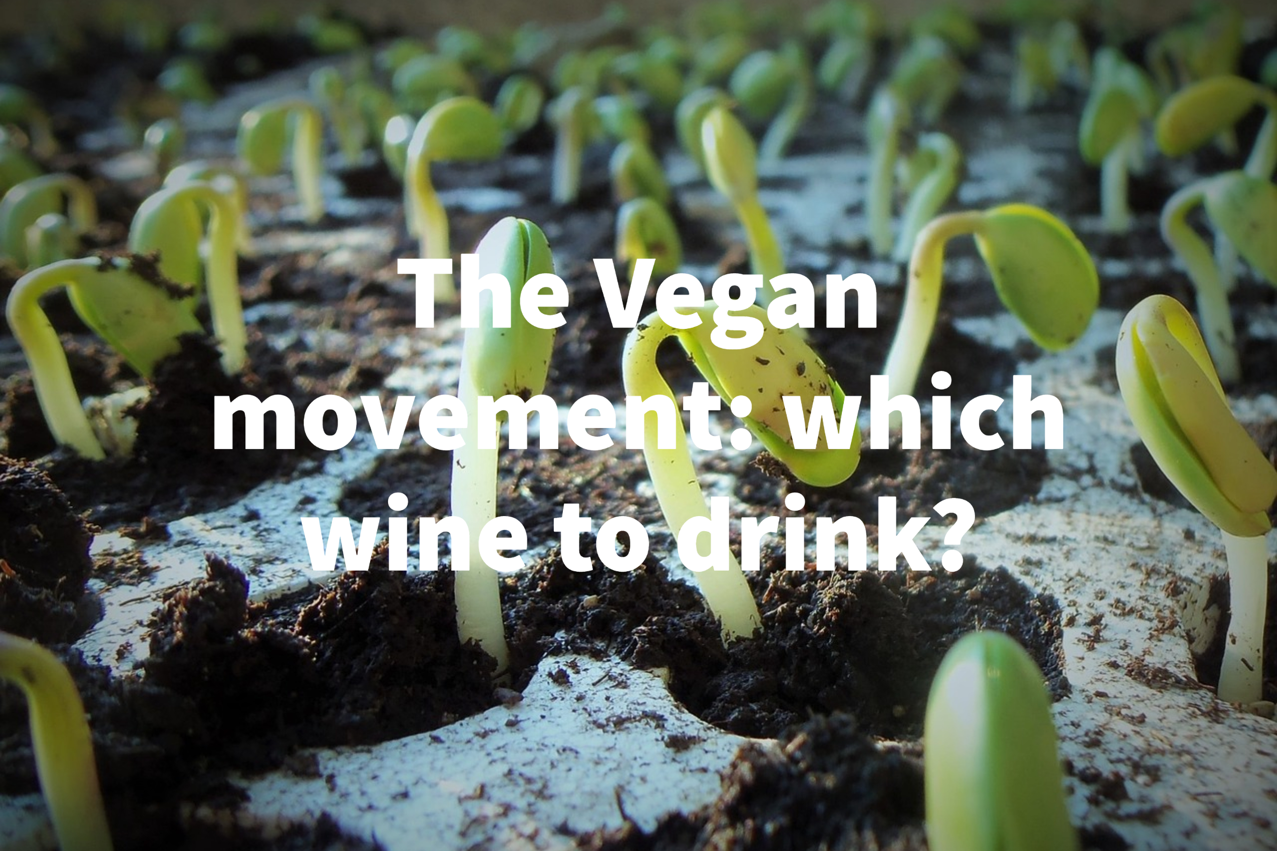 The vegan movement: which wine to drink?