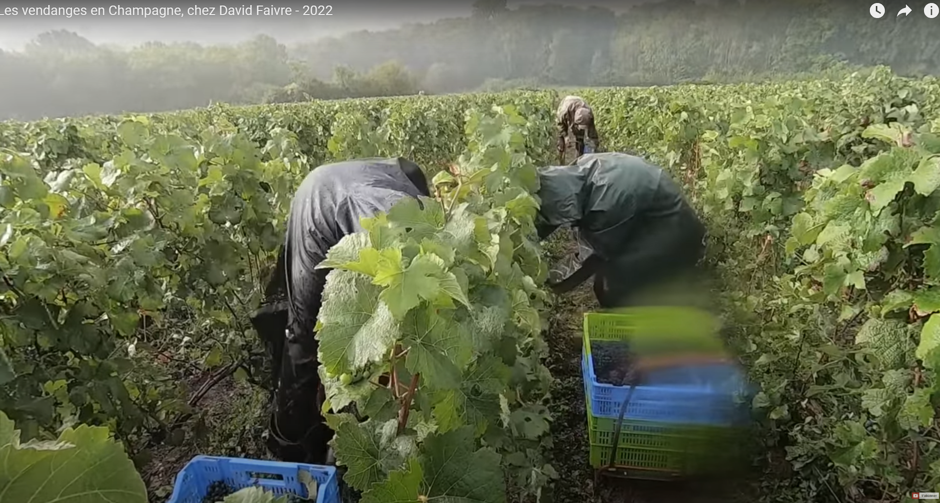 harvest 2023 Champagne Deutz