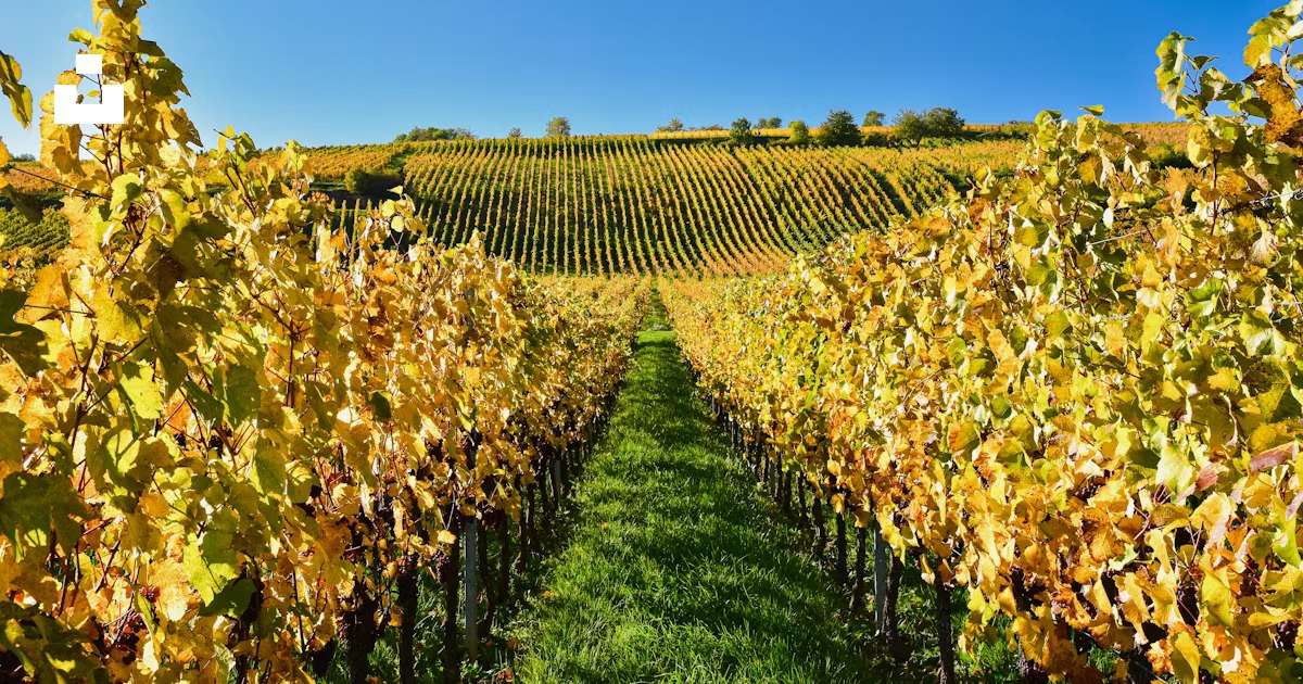 Alsace